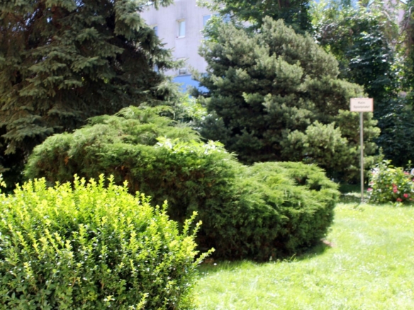 Allgemeingarten