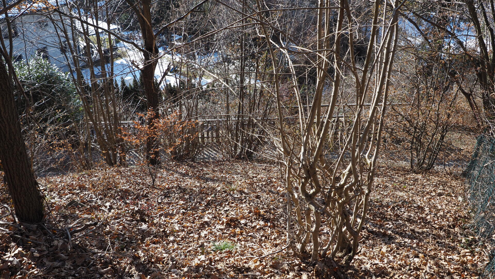 Waldhang