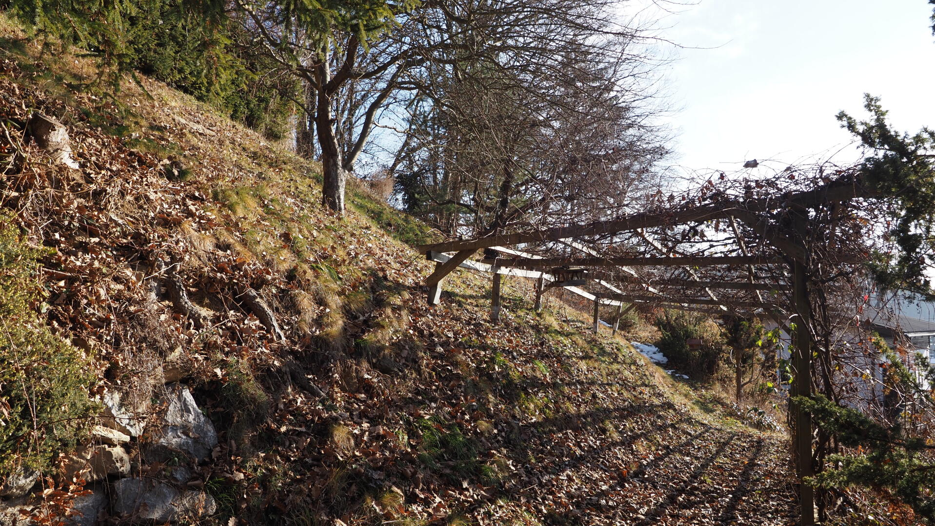 Weinlaube