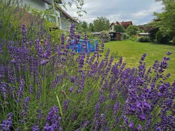 Impression Garten