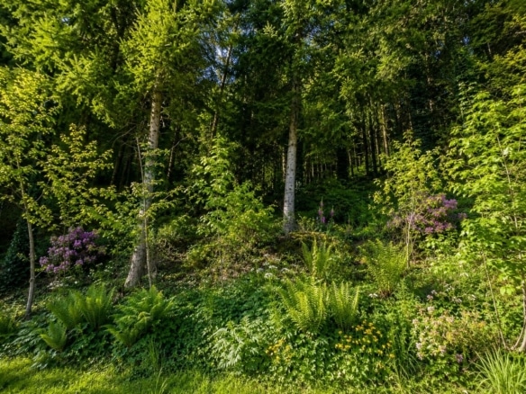 Blick in den eigenen Wald