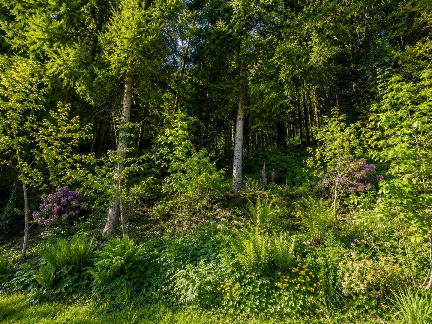 Blick in den eigenen Wald