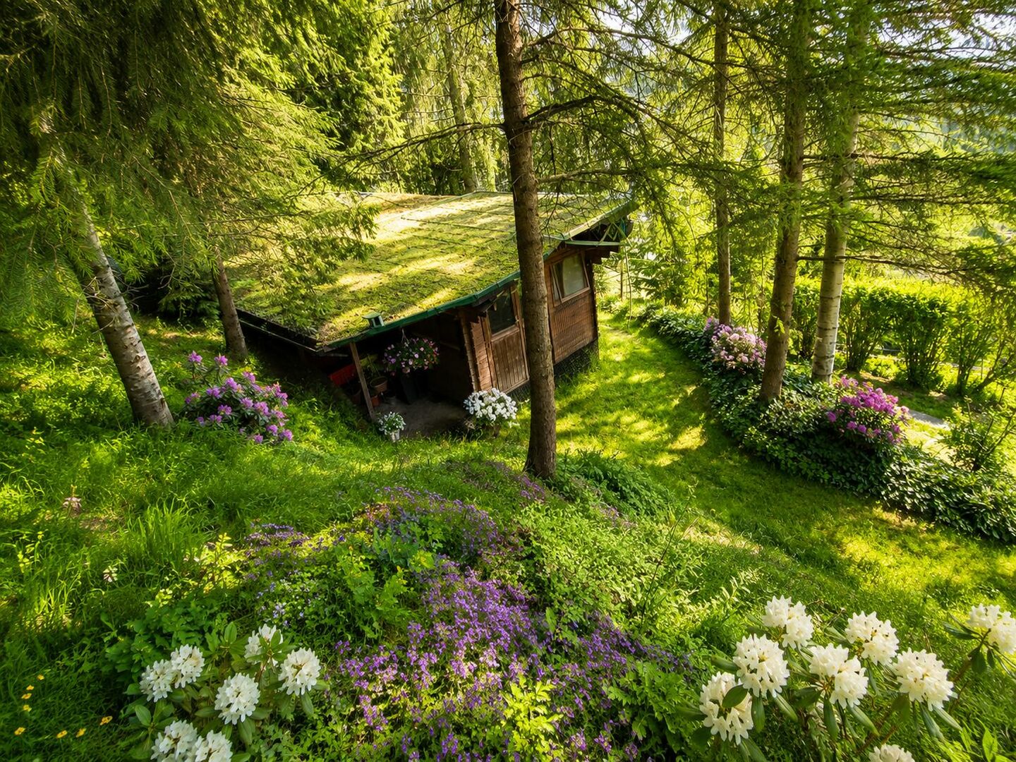 in den eigenen Wald 1