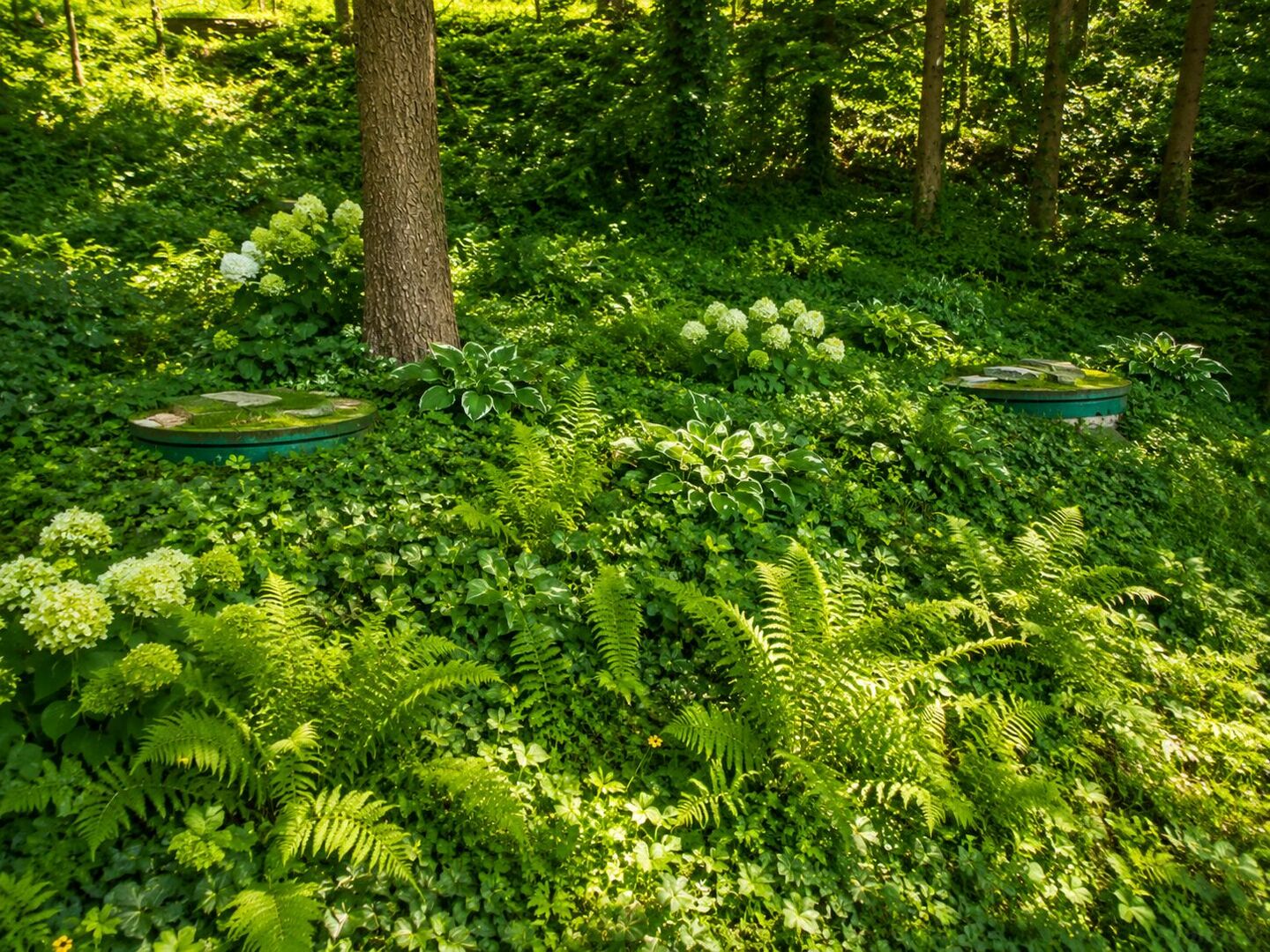 Waldgarten mit üppigem Grün