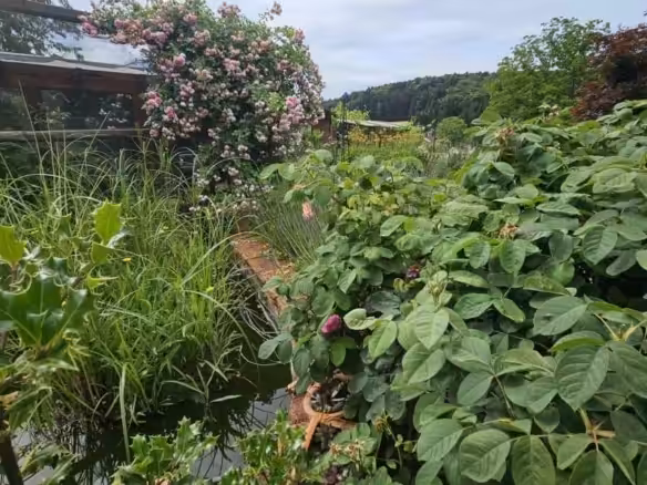 Impression Garten