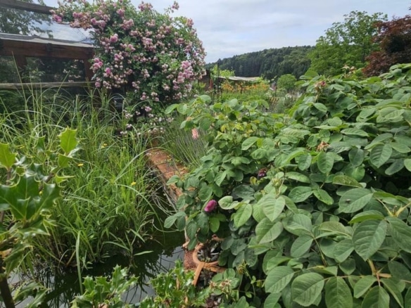 Impression Garten