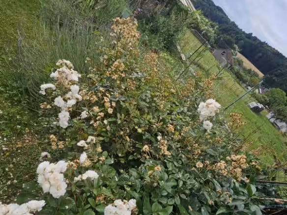 Impression Garten