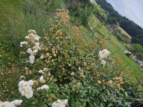 Impression Garten