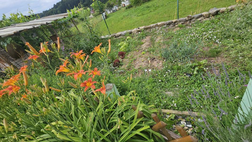 Impression Garten