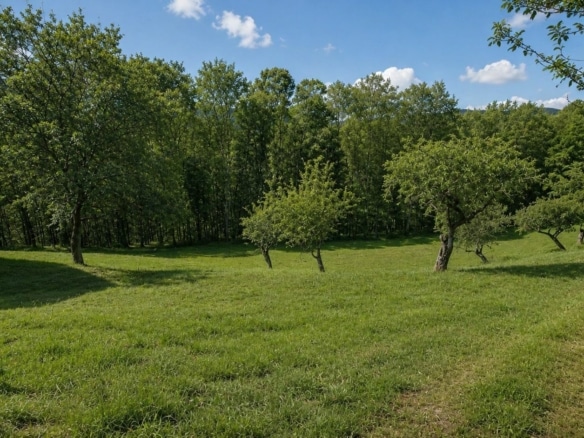 Blick Wald, Wiese, Obstgarten